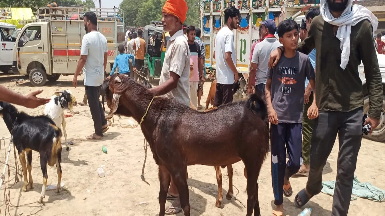 ईद उल अजहा की तैयारी तेज, कुर्बानी के लिए बकरों की खरीद जारी 