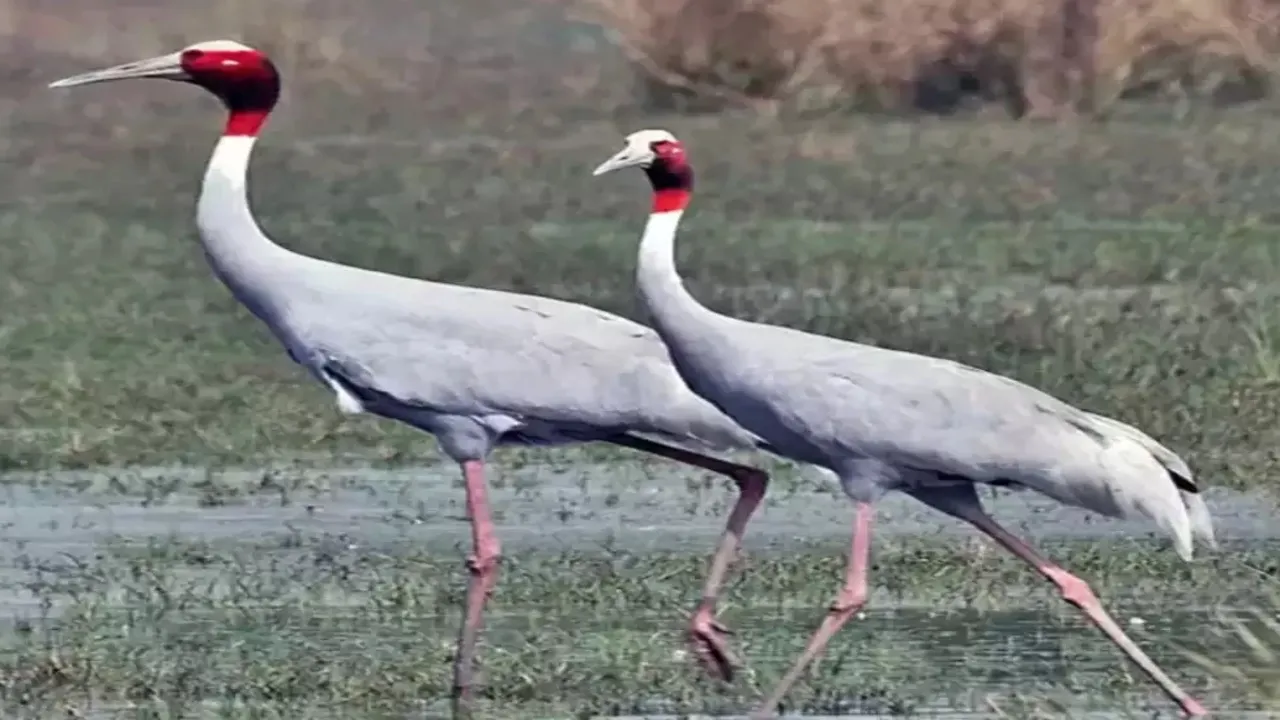 UP में गुरुवार से शुरू होगी राज्य पक्षी सारस की गणना, कई वर्ग का लिया जायेगा सहयोग  