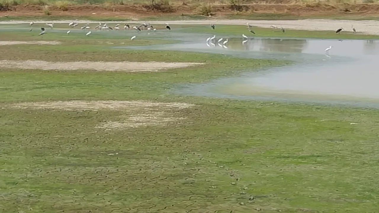 बाराबंकी: भीषण गर्मी में पशु-पक्षियों के लिए पानी की किल्लत, तेजी से सूख रही नेवली झील 