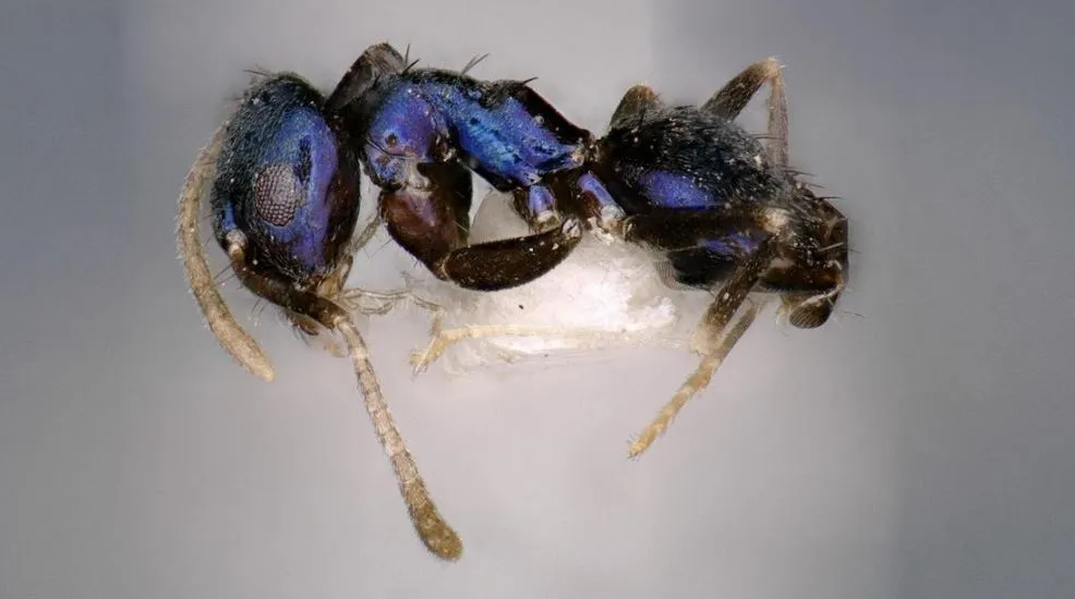 भारत के इस राज्य में मिली नीले रंग की अनोखी चींटी, देखकर हर कोई हैरान