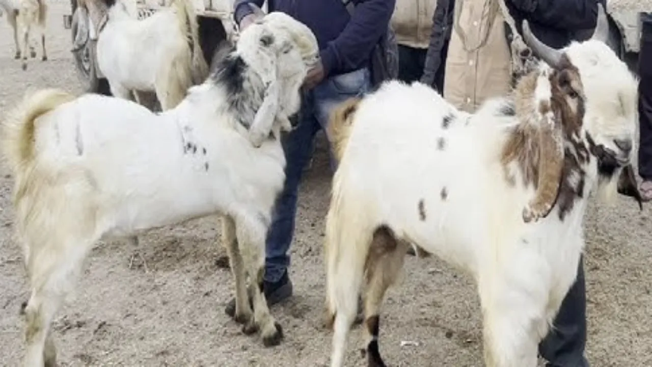 लखनऊ: बकरा बाजार में बढ़ी चहल-पहल, कई बकरे बने आकर्षण का केन्द्र