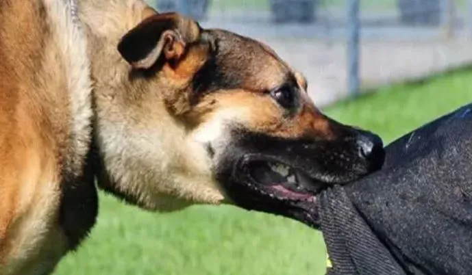 बिजनौर: घर के बाहर खेल रहीं तीन बच्चियों पर कुत्तों ने किया हमला, एक की मौत