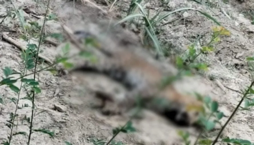 लखीमपुर-खीरी: दुर्गा गौढ़ी जंगल के पास मृत मिला नर तेंदुआ