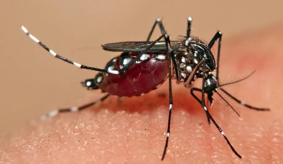 बरेली: जुलाई से चलेगा खोजी अभियान...यहां पहले ही मिलने लगे लार्वा, विभाग की तैयारियों पर उठे सवाल