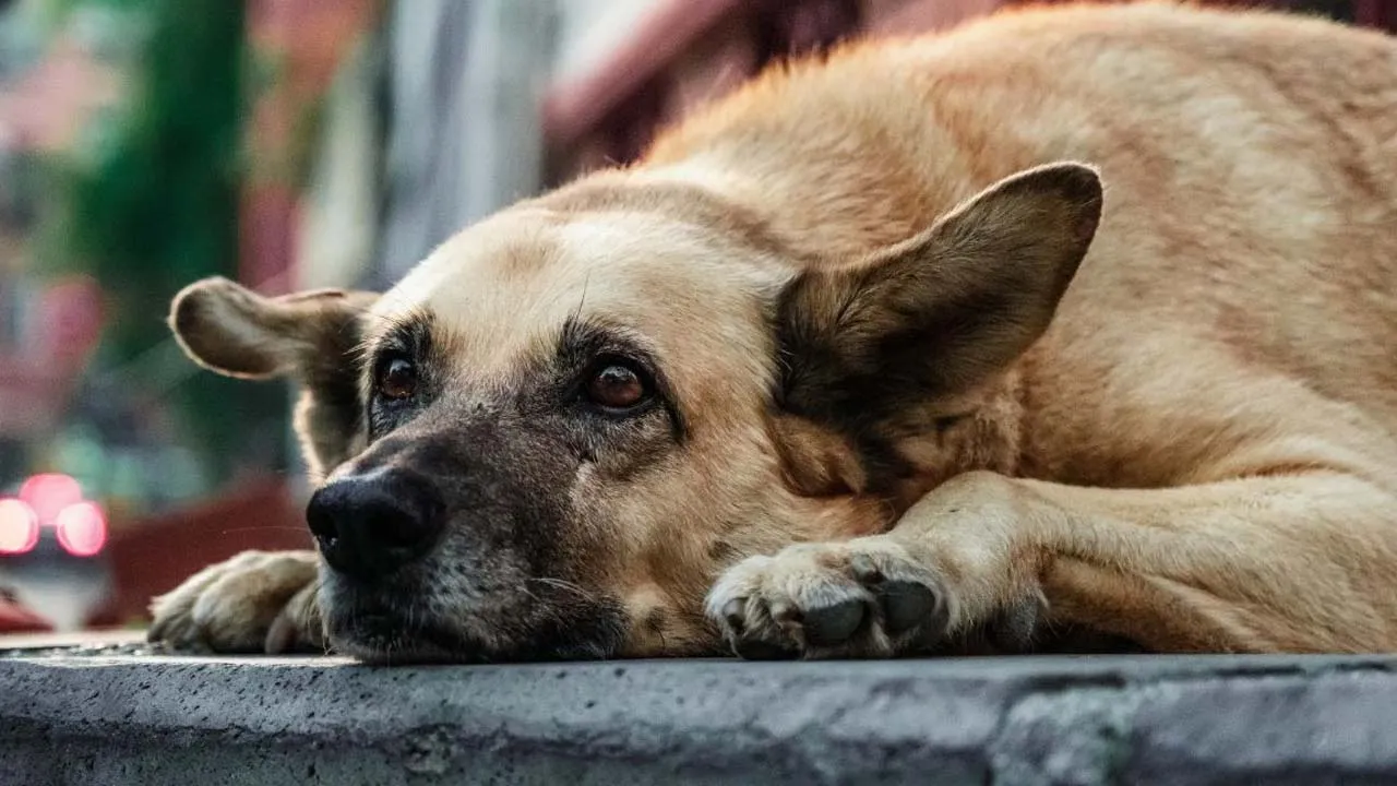 बरेली: 5 कुत्तों को मारकर दफनाया, आरोपी के खिलाफ X पर शिकायत