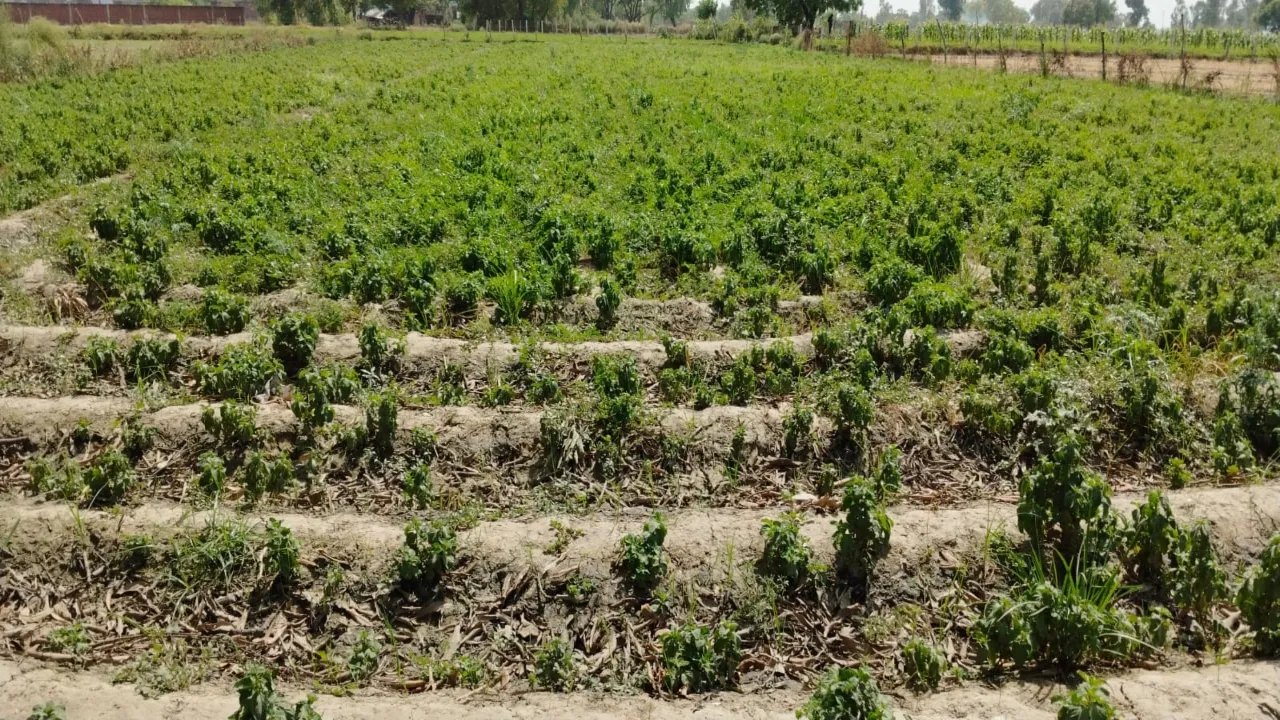 नहर के साथ बोरिंग भी नहीं दे रहा पानी, 25 प्रतिशत कम निकल रहा मेंथा में तेल