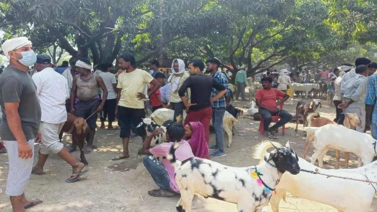 बकरा मंडी में उमड़ने लगी खरीददारों की भीड़, लखनऊ के अदनान ने खरीदा 1.60 लाख में बकरा