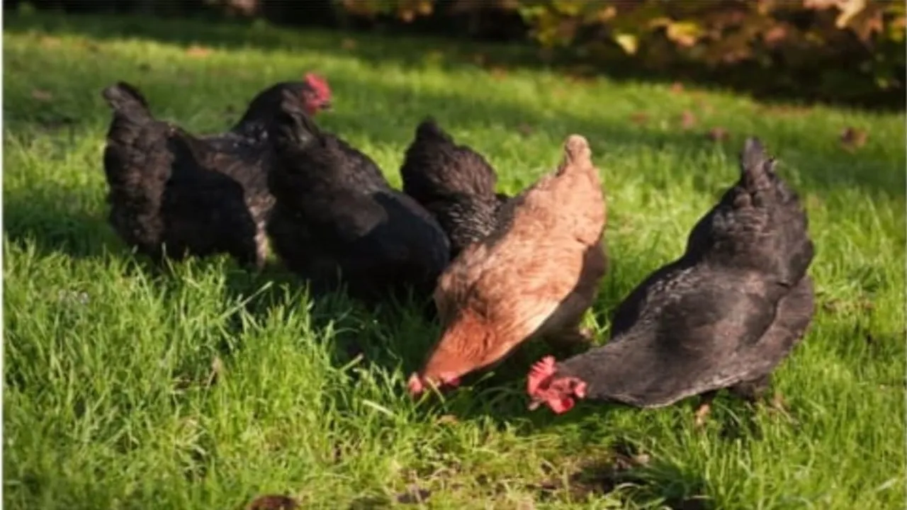 बहराइच: अब पिंजड़े में नहीं, खुले बैकयार्ड में मुर्गी पालन करेंगे किसान, पशुपालन विभाग करेगा मदद