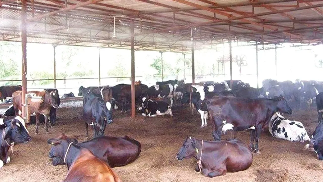 पशुपालन विभाग को जारी हुए 21 करोड़ 54 लाख, पशुओं के बेहतर इलाज में दवाएं और संसाधनों की नहीं होगी कमी