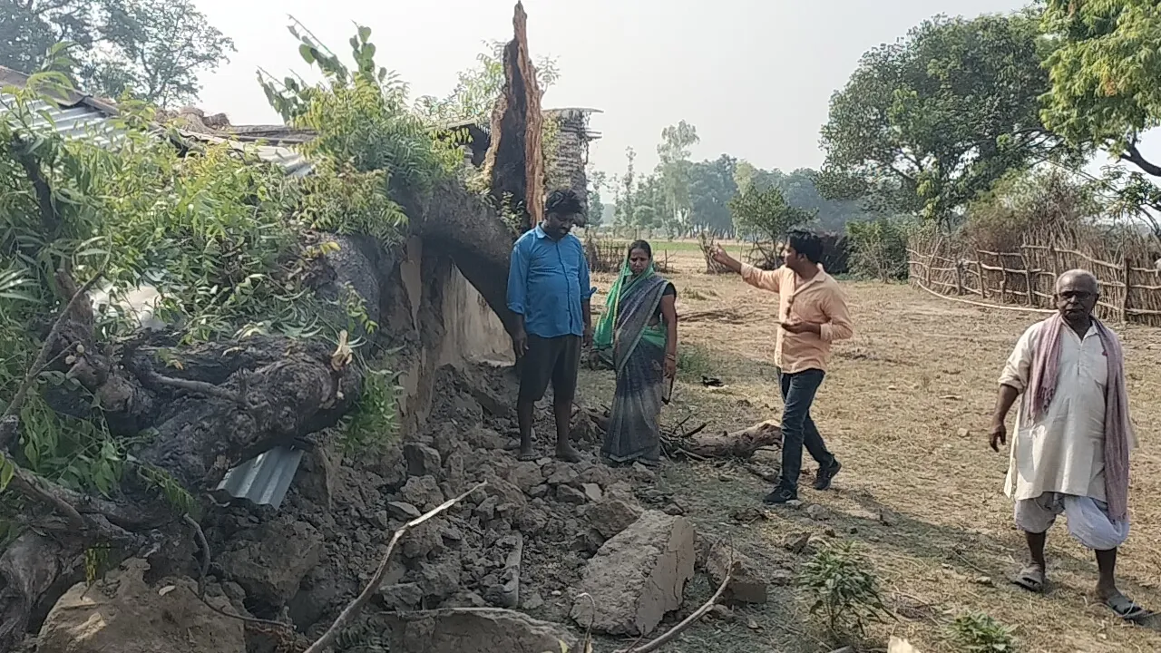 बहराइच: घर पर गिरा विशालकाय नीम का पेड़,  बाल-बाल बचा परिवार