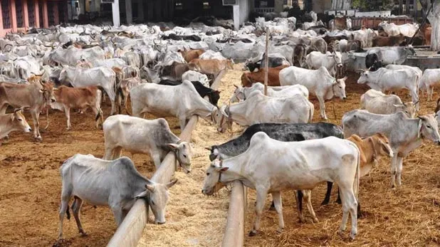 काशीपुर में आवारा गायों के लिए 4.5 करोड़ की लागत से बनेगी गौशाला