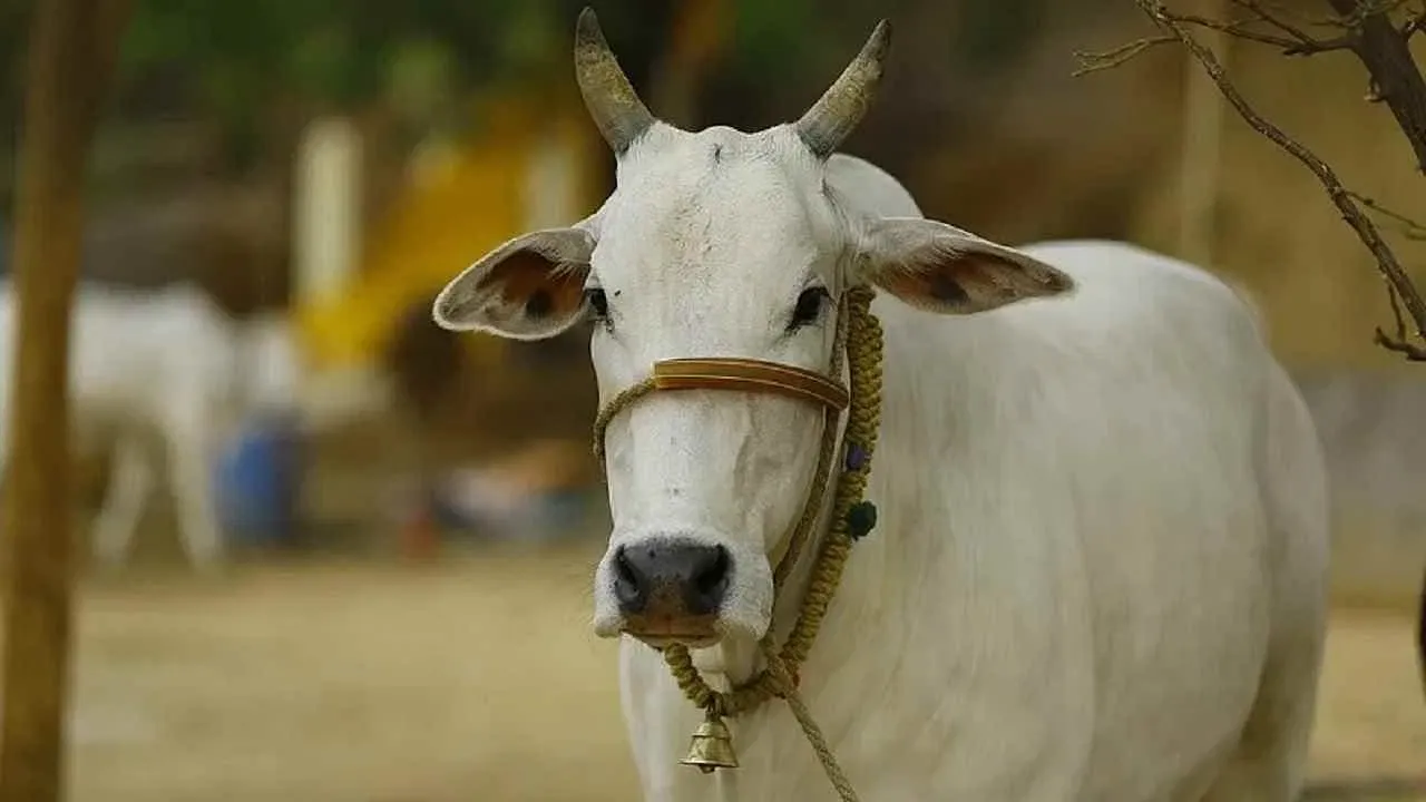 हल्द्वानी: गाय की मौत से इस कदर आहत हुई किशोरी कि.....