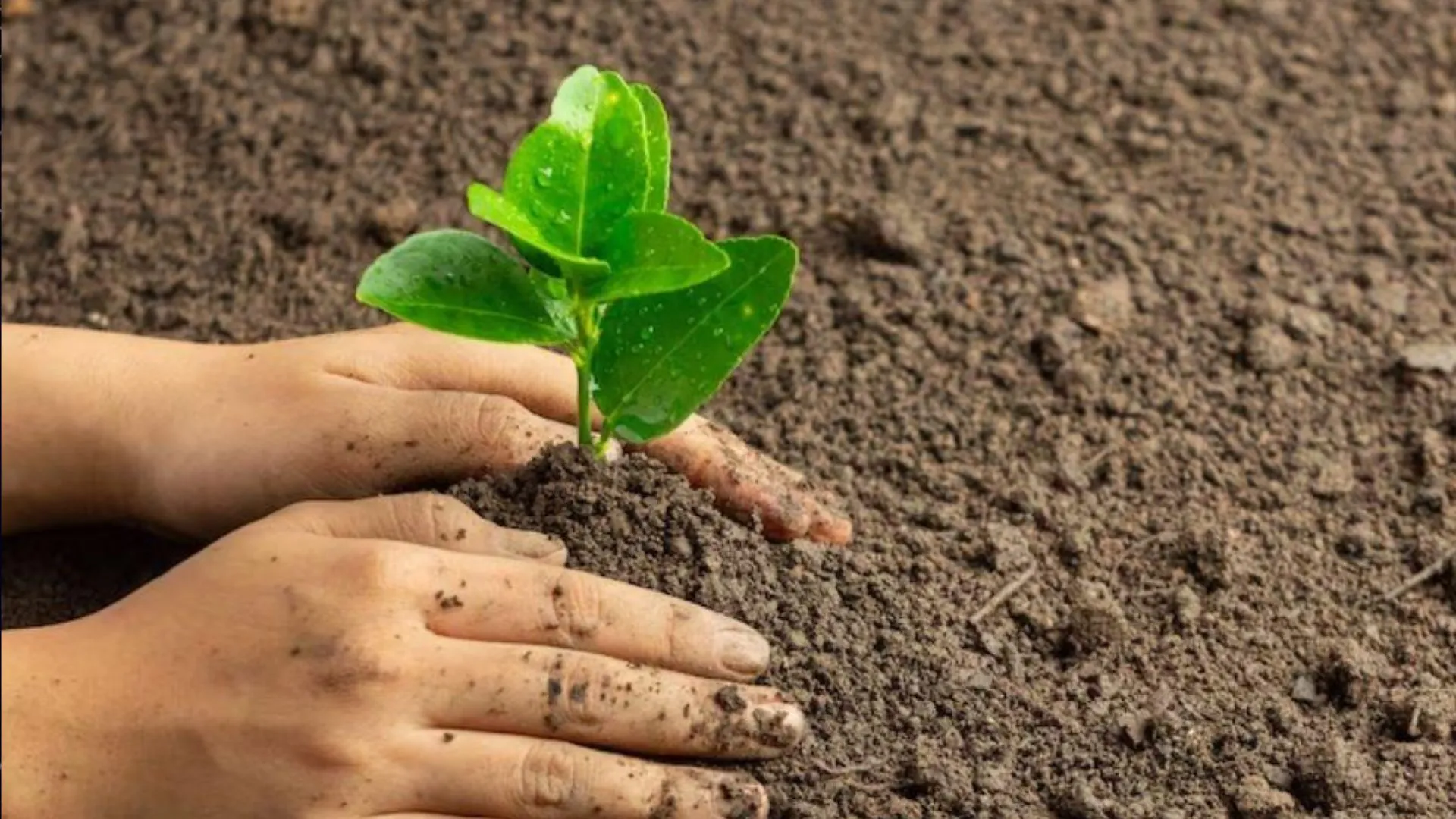 पीलीभीत: एक पेड़ मां के नाम...कैंपेन का बनें हिस्सा, जनपदभर में रोपित किए जाएंगे 36.61 लाख पौधे