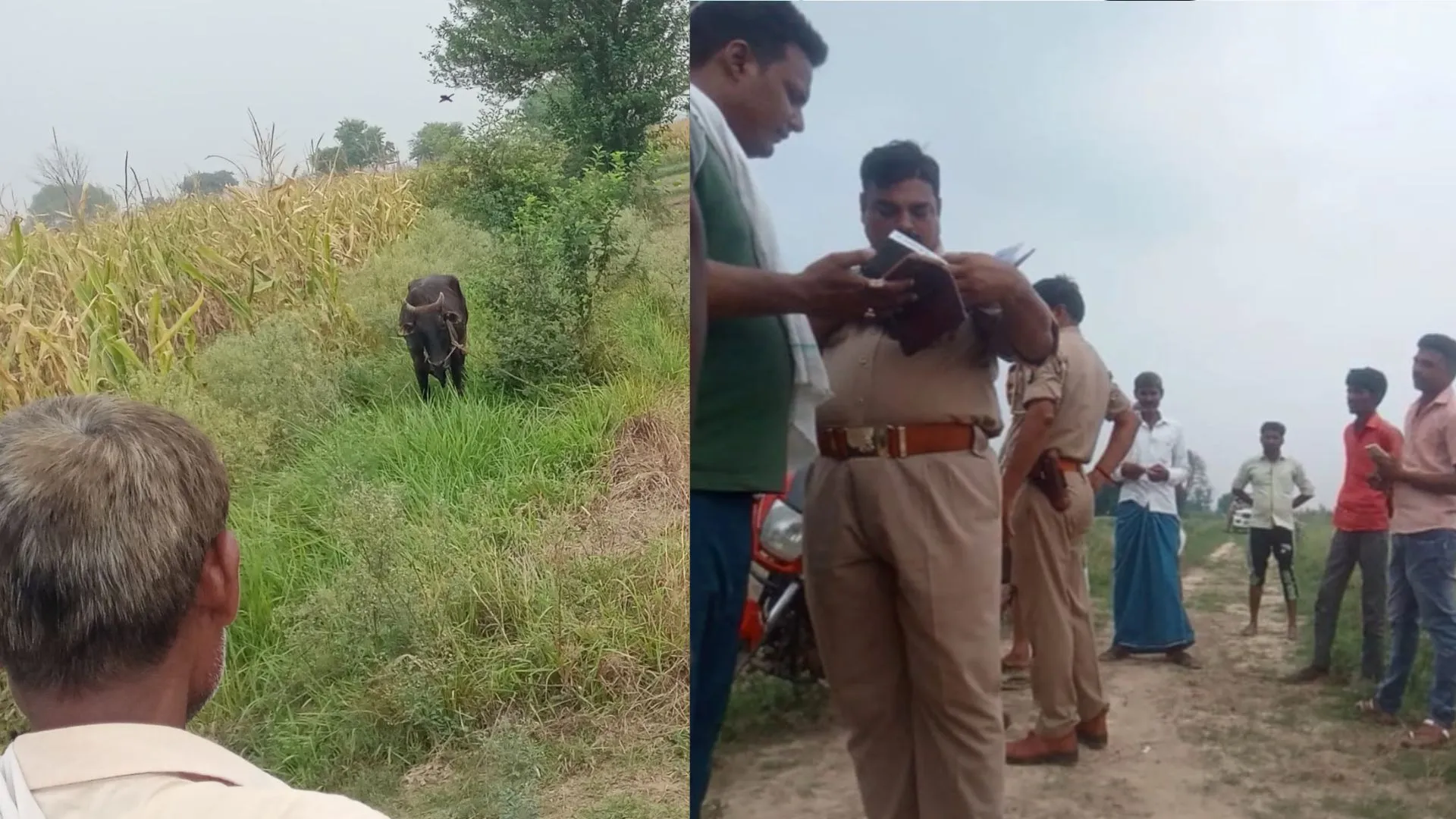 बदायूं: जंगल में काट रहे थे गोवंश, आहट होने पर अवशेष छोड़कर भागे गोमांस तस्कर