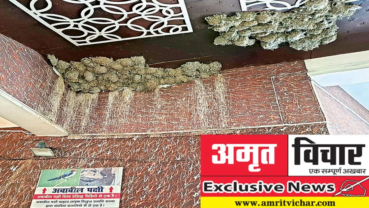 Exclusive: विलक्षण पक्षी अबाबील को पसंद आया मोतीझील, बड़ी संख्या में बनाए घरौंदे, लोगों के लिए बने कौतुहल का विषय