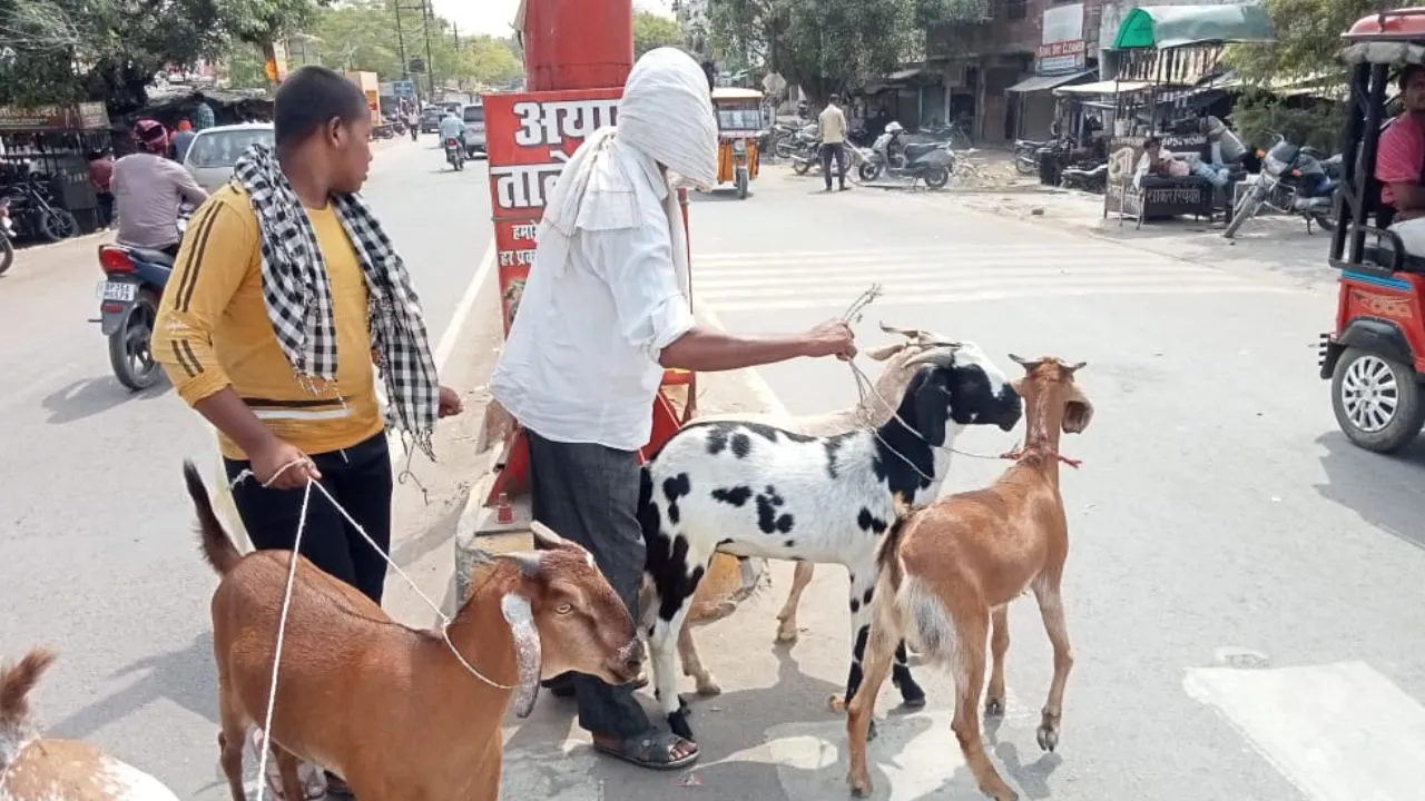 Bakrid 2024: उन्नाव में बकरीद नजदीक आते ही कुर्बानी के लिए बाजार पहुंच रहे बकरे, इतने हजार रुपये की कीमत से शुरू...