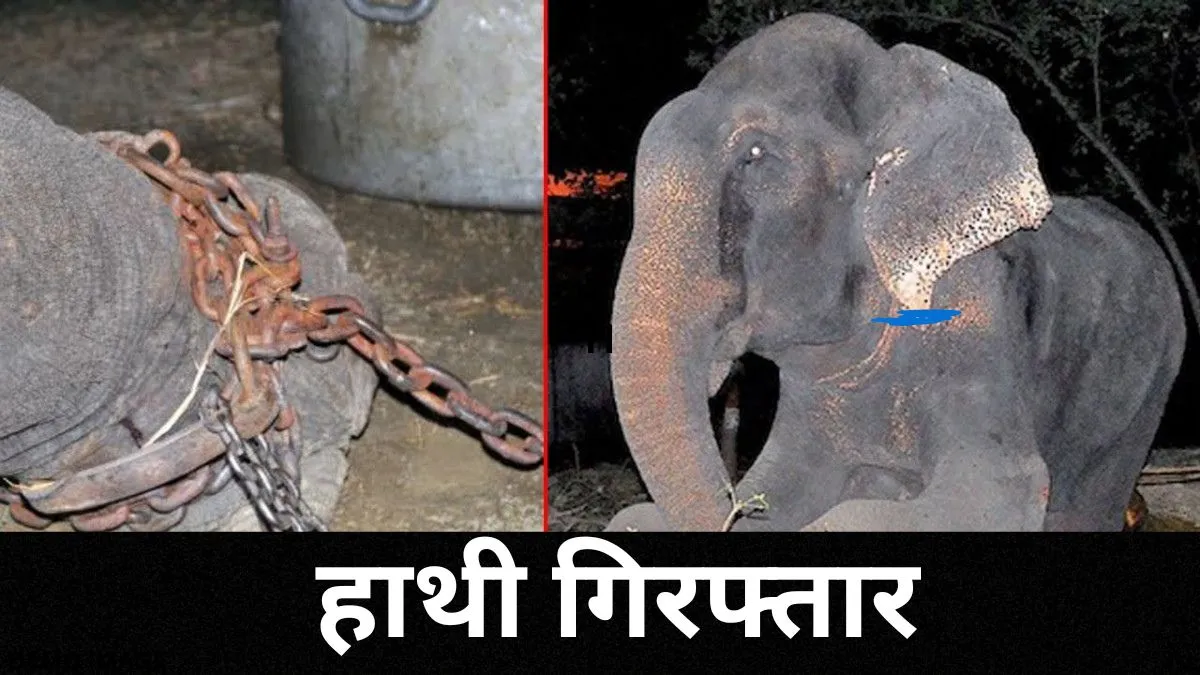 पुलिस ने 'हाथी' किया गिरफ्तार! थाने में पीपल के पेड़ से बांधा, जानिए क्या है आरोप