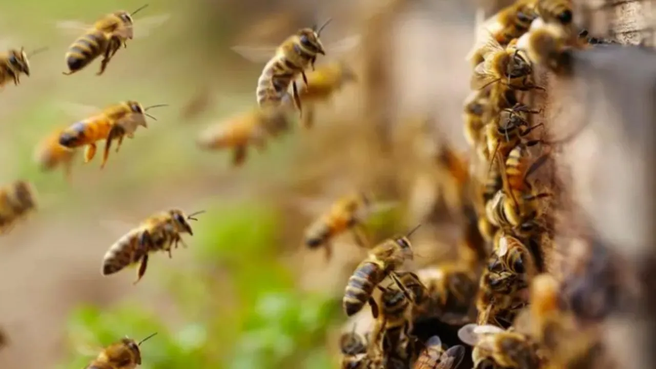 Honey Bees Attack In Fatehpur: मधुमक्खियों ने किया हमला...किसान की मौत व नाती घायल, चीख सुन परिजन ले गए थे अस्पताल