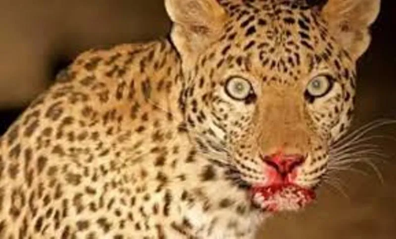 हल्द्वानी: 7 साल का बच्चा बना तेंदुए का निवाला, दादी के साथ घर से बाहर आया था बालक