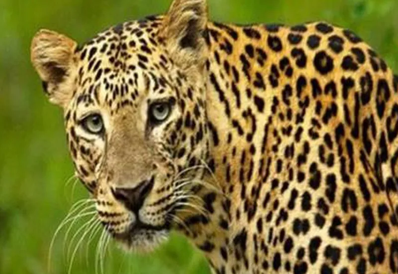 रामपुर : मसवासी के ग्रामीणों में तेंदुए की दहशत बरकरार, वन विभाग की टीम को मिले पदचिन्ह