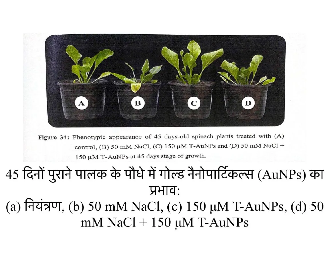 PALAK