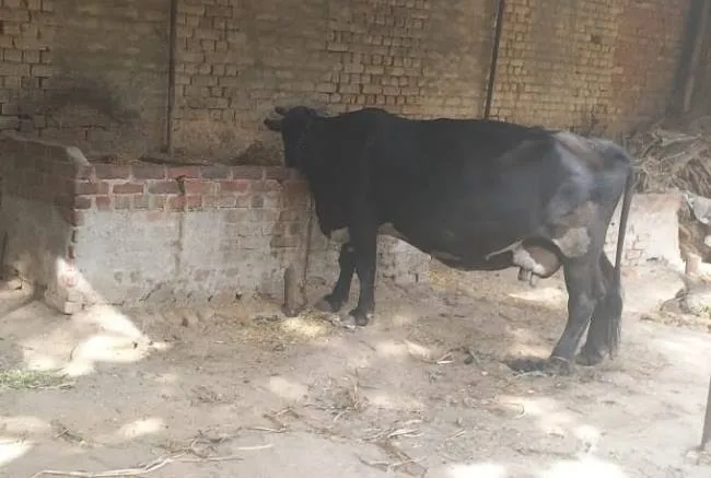 कासगंज: पशुओं पर गर्मी की मार, सूख रही दूध की धार 