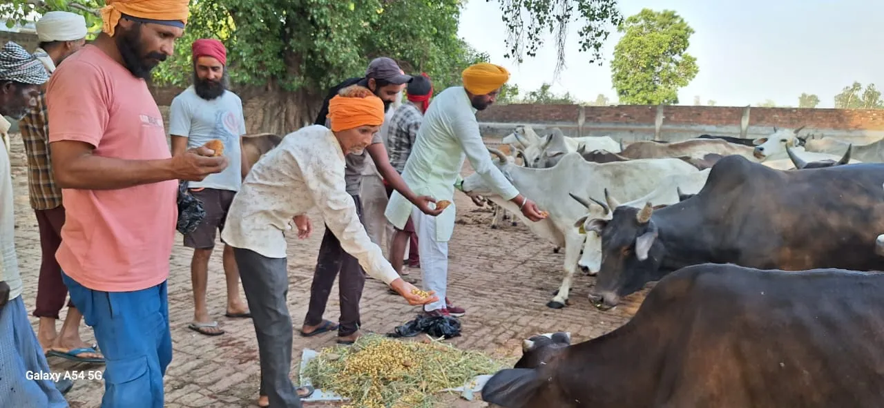 पीलीभीत: वाह रे सिस्टम! गोशालाओं में जो हैं गड़बड़ी के जिम्मेदार, उन्हीं को सौंप दी सत्यापन की कमान 