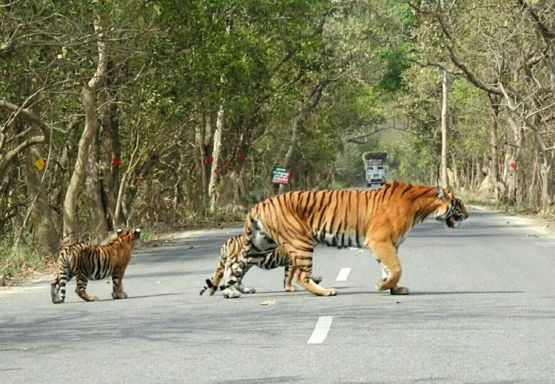पीलीभीत: जंगल कॉरिडोर से खुलेंगे बाघों में जीन परिवर्तन के रास्ते, प्रजाति और आबादी में प्रभावी बढ़ोत्तरी की संभावना 