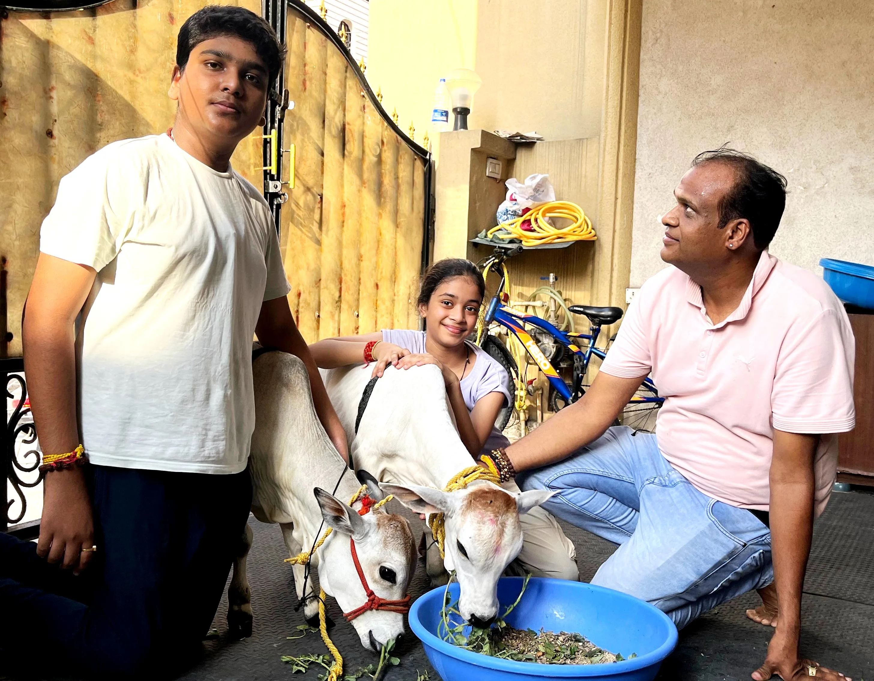 हल्द्वानी पहुंचीं 18 इंच ऊंची गाय-बैल की जोड़ी