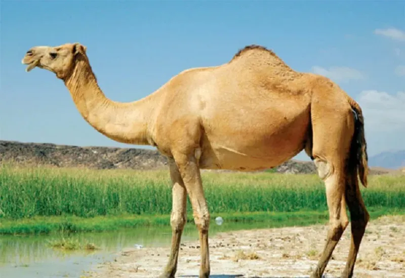 पाकिस्तान : चारा खाने पर काट दिया ऊंट का पैर, छह आरोपी गिरफ्तार...दुबई से मंगाया गया कृत्रिम पैर 