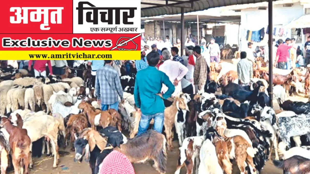 Exclusive: विदेशी कंपनियों ने मुंह मोड़ा, मदरसों की टूटी कमर, बकरीद पर इस बार विदेशी कंपनियां नहीं आई चमड़ा खरीदने