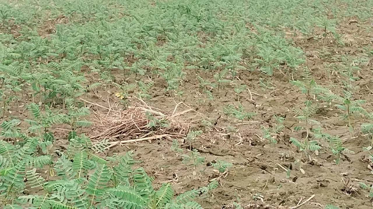 हरी खाद उगाकर भूमि की उर्वरा शक्ति बढ़ रहे किसान, रासायनिक खादों के प्रयोग से घट रही उत्पादन क्षमता