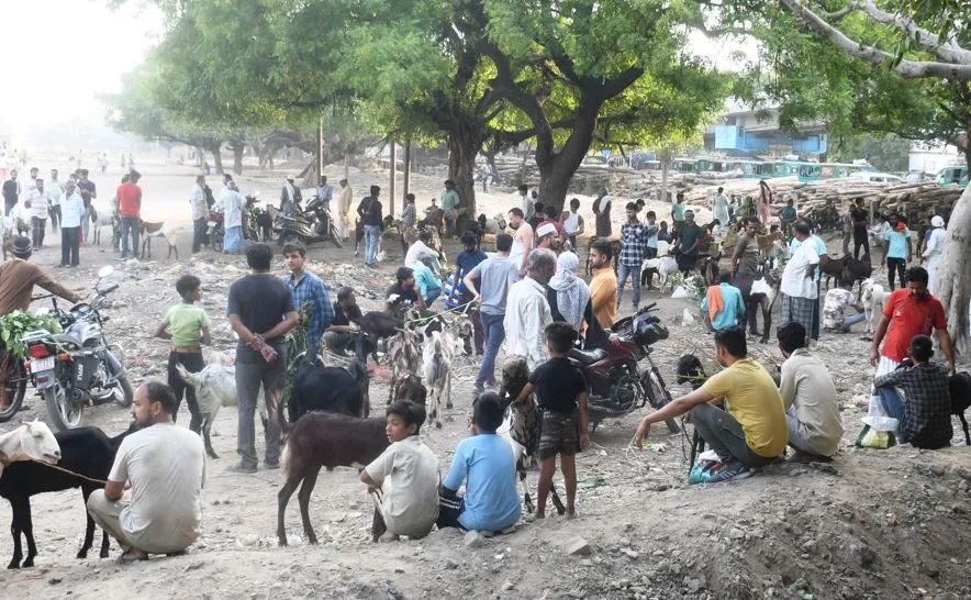 Bareilly News:  ईद-उल-अजहा से पहले सज गया बकरों का बाजार, अजमेरी तोतापरी बकरे की 75 हजार लगी बोली