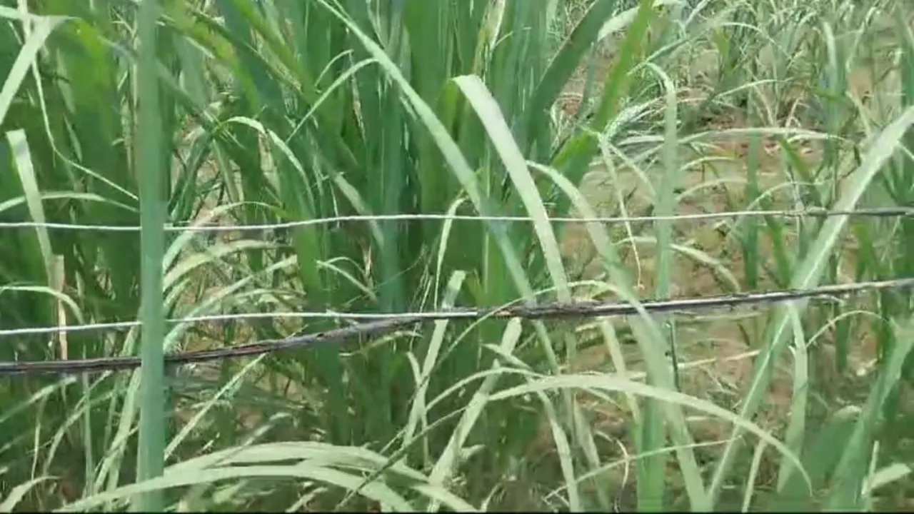 सीतापुर : खेतों में लगे कटीले तारों में करंट उतरने से पिता-पुत्री की मौत,मां झुलसी 