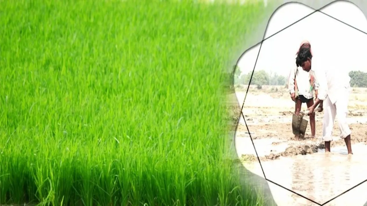 बाराबंकी : राजस्थान' का जिप्सम बढ़ाएगा खेत की उर्वरा शक्ति 