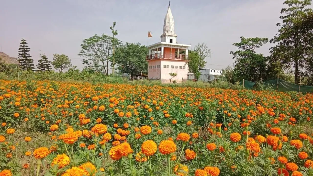 गेंदे के फूल की खेती कर लाखों रुपये की कमाई कर रहे असिस्टेंट प्रोफेसर (1)