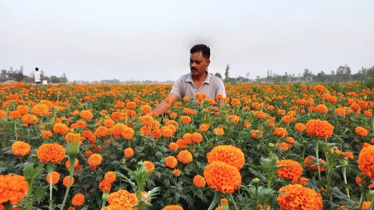 गेंदे के फूल की खेती कर लाखों रुपये की कमाई कर रहे असिस्टेंट प्रोफेसर (2)
