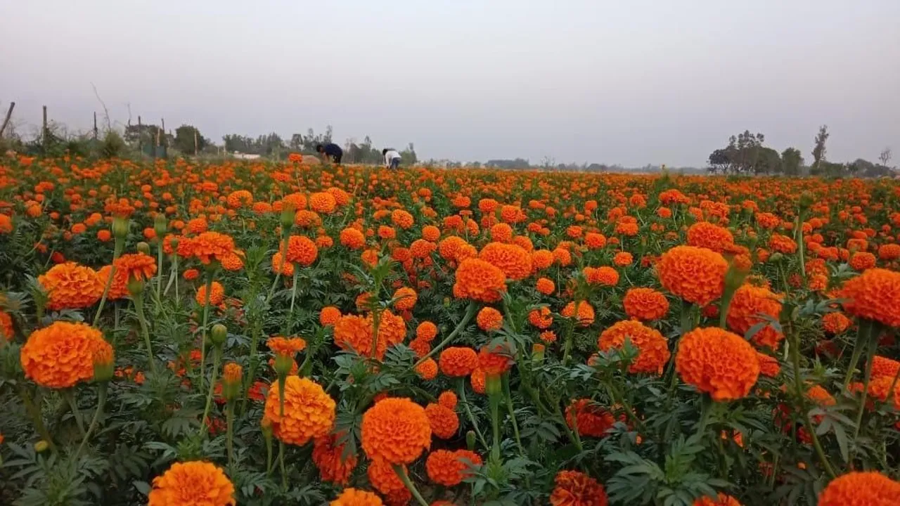 गेंदे के फूल की खेती कर लाखों रुपये की कमाई कर रहे असिस्टेंट प्रोफेसर, किसानों के रोल मॉडल हैं डॉ. अनिल कुमार 