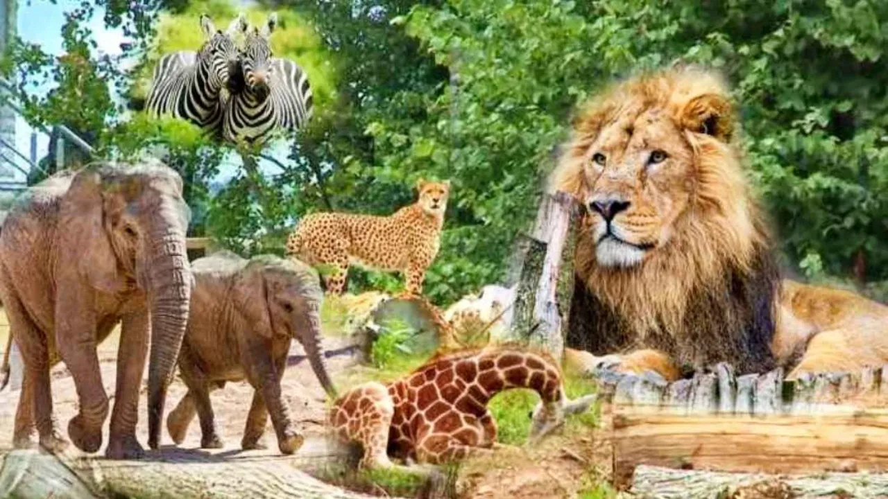 लखनऊ : अकबर नगर में बनेगी देश की पहली नाइट सफारी, चिड़ियाघर भी होगा शिफ्ट