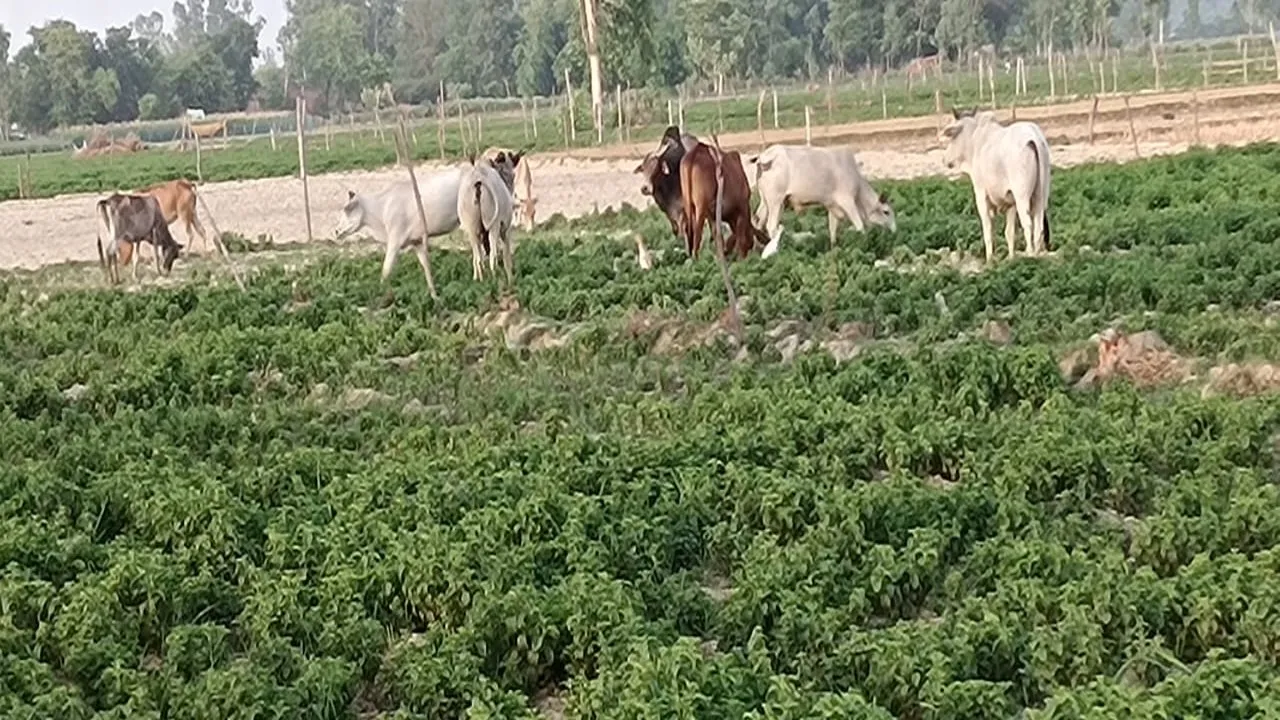 फर्जीवाड़ा: गौशाला में मवेशियों की पंजिका में 302 मवेशी, मौके पर मिले 155