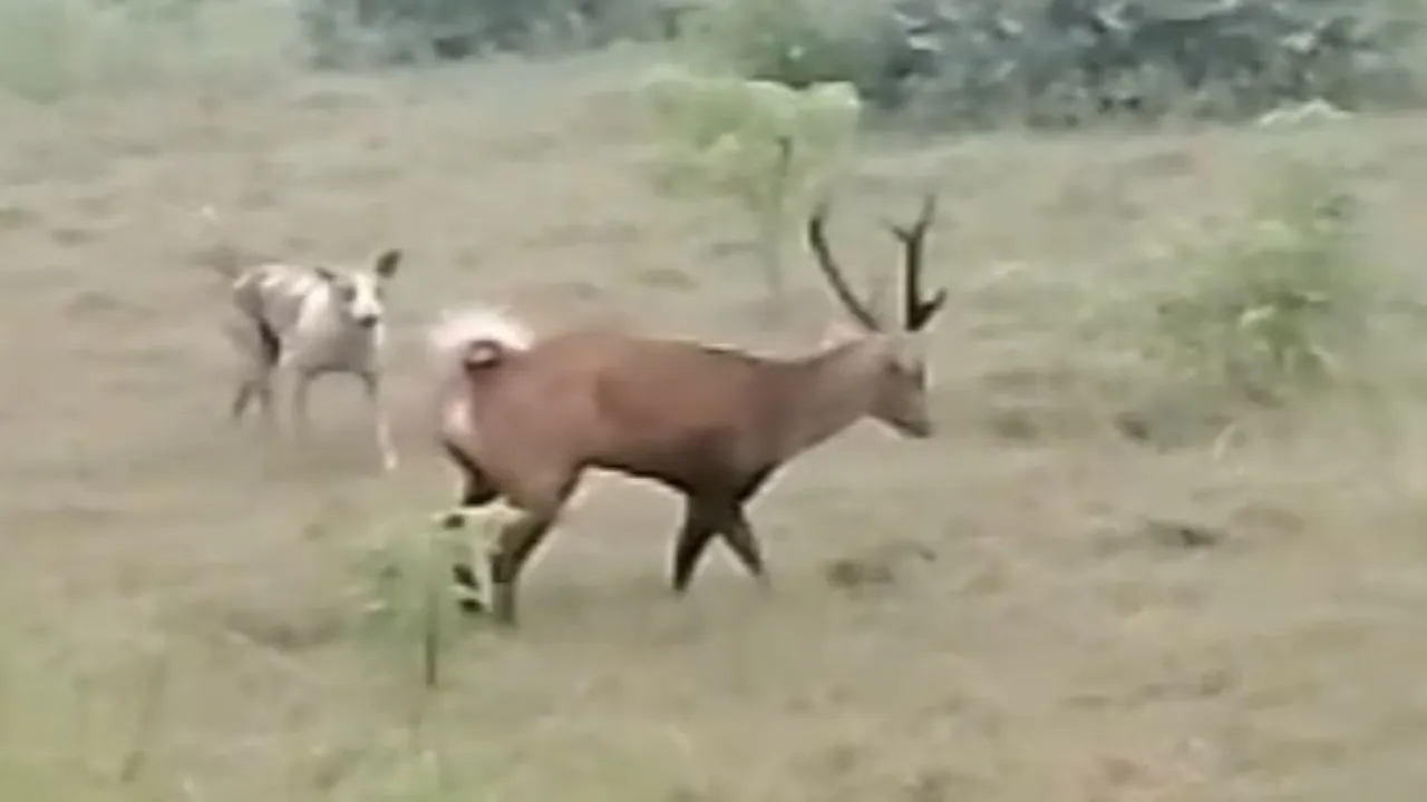 आफत में पड़ी जान : कुत्तों से बचने के लिए बारहसिंगा ने तालाब में लगाई छलांग