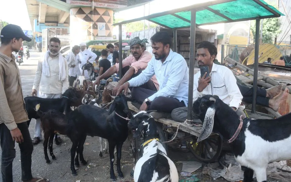 Bareilly News: महंगाई की मार, बकरा बाजार में कम संख्या में पहुंच रहे ग्राहक