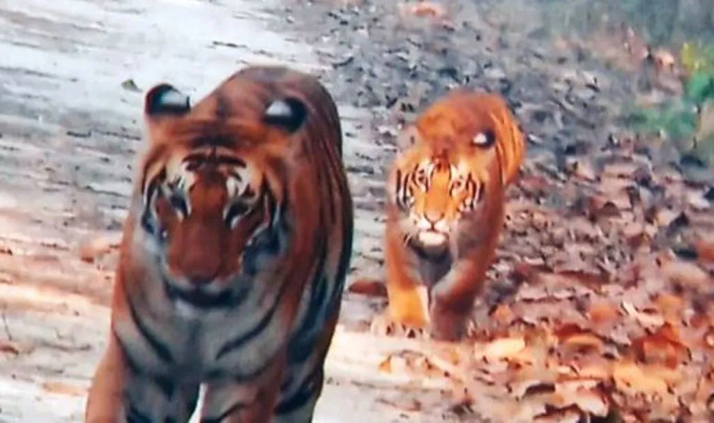 पीलीभीत: पीटीआर में अब 15 अक्टूबर के बाद होगी बाघों की गणना, भीषण गर्मी के चलते टली