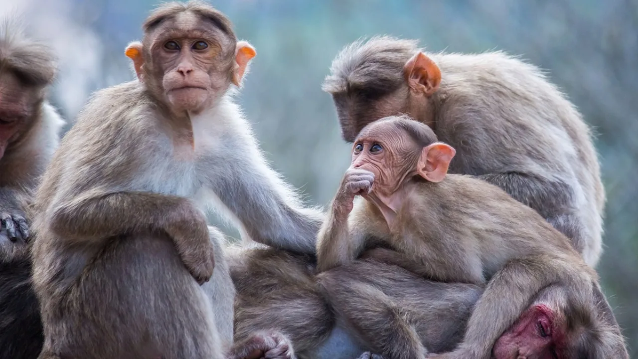 लखनऊ :  संदिग्ध परिस्थतियों में पांच वानरों की मौत, विसरा सुरक्षित