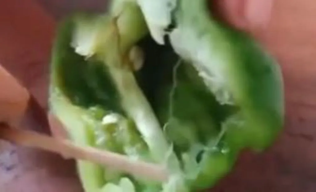 सावधान! महिला ने काटी शिमला मिर्च तो अंदर से निकली ऐसी चीज, Video देखकर उड़ जाएंगे आपके भी होश 