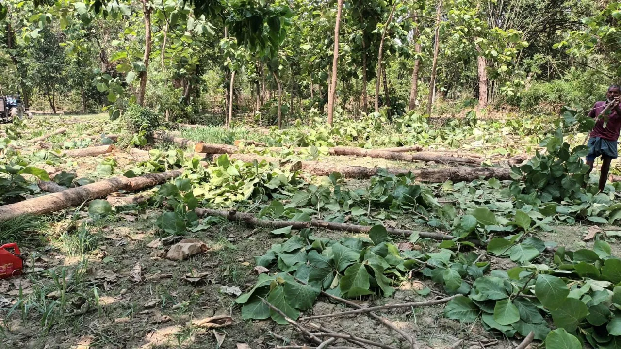 श्रावस्ती: वन माफियों के हौसले बुलंद, बेखौफ हो रही हरे पेड़ों की कटान, वन विभाग और पुलिस भी मस्त 