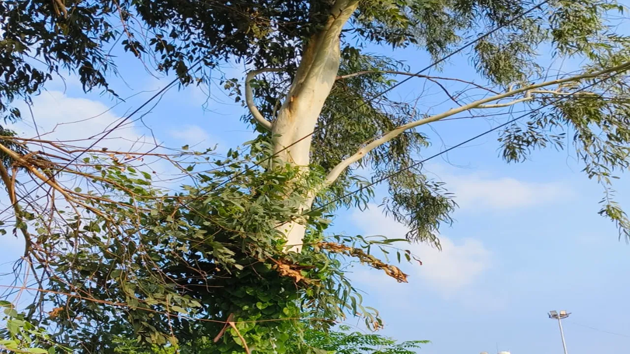 अयोध्या: 35 गांवों में 10 घंटे से अधिक गुल रही बिजली, उमस भरी गर्मी में परेशान हुए ग्रामीण