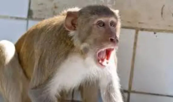 बदायूं: बंदरों की घुड़की में छत से गिरी महिला, इलाज के दौरान मौत