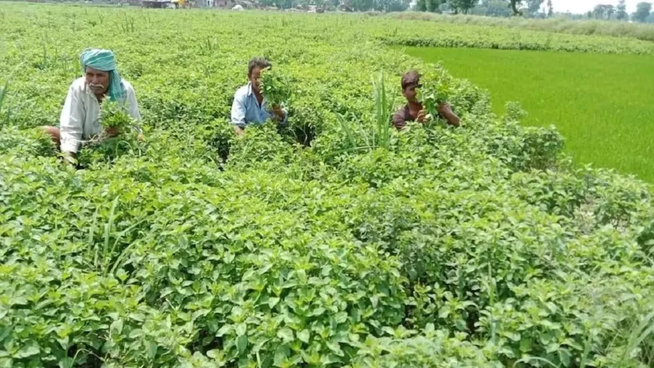 बाराबंकी: मेंथा को मिला विशिष्ट उत्पाद का तमगा, उद्यान विभाग करेगा जीआई पंजीयन