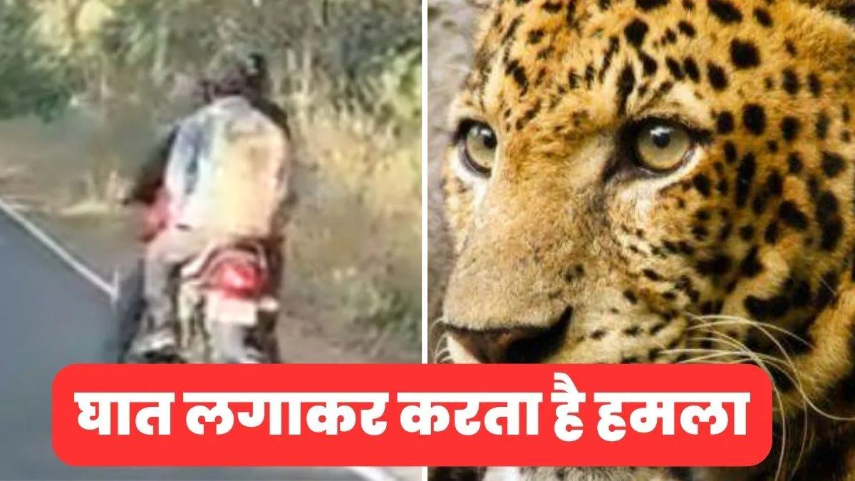 टनकपुर-चम्पावत हाईवे पर बाइक सवार पर गुलदार का हमला, गर्दन में लगा पंजा, बची जान...